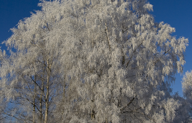 The White Birch Trees Are Covered In Snow.
