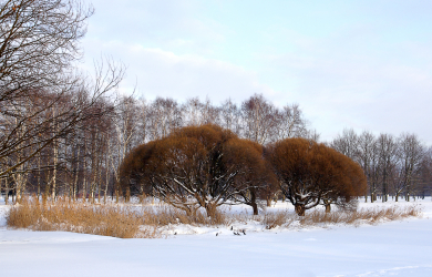 A Winter Wonderland With Snow-Covered Trees Against A White Field.