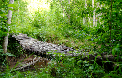 Wooden Footbridge