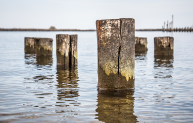 Wooden Piles At Engure Port