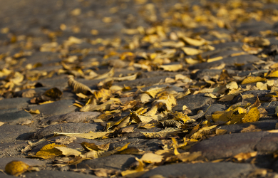 Yellow Leaves On The Pavement