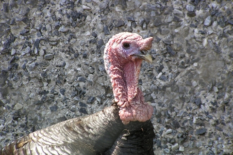 Turkey via @atisgailis