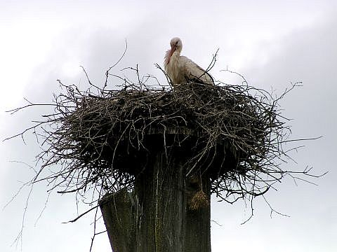White stork in nest via @atisgailis