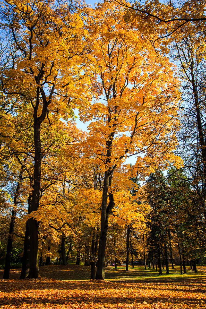 Autumn Trees Via @Atisgailis