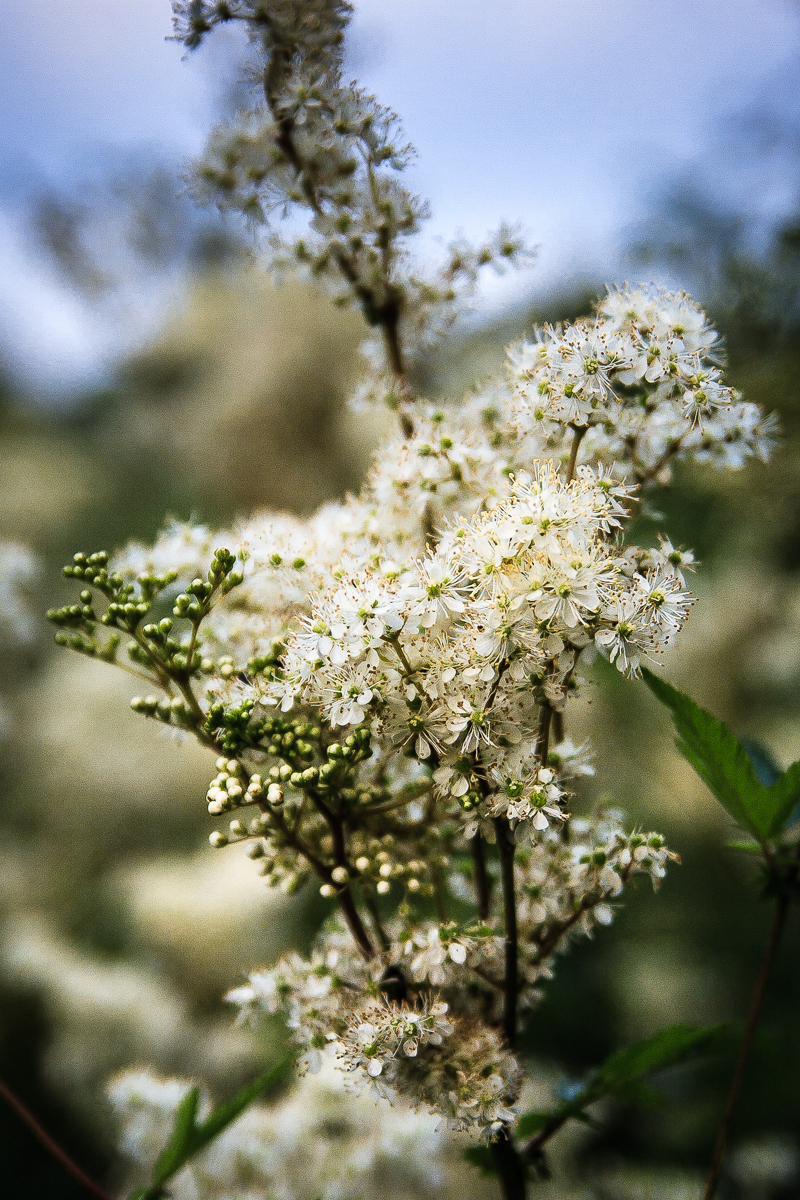 Elderberry Flowers Via @Atisgailis