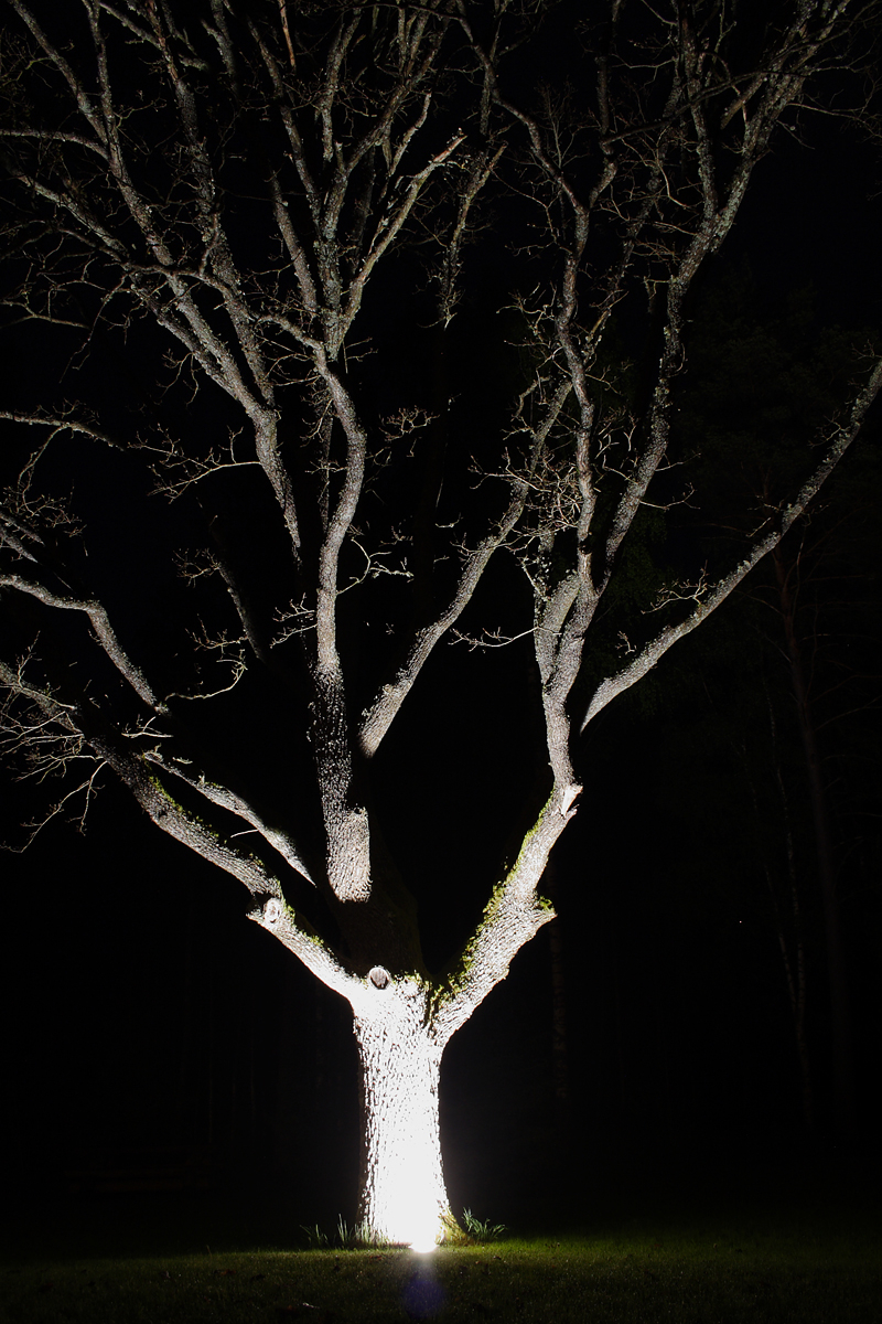 Tree At Night Via @Atisgailis