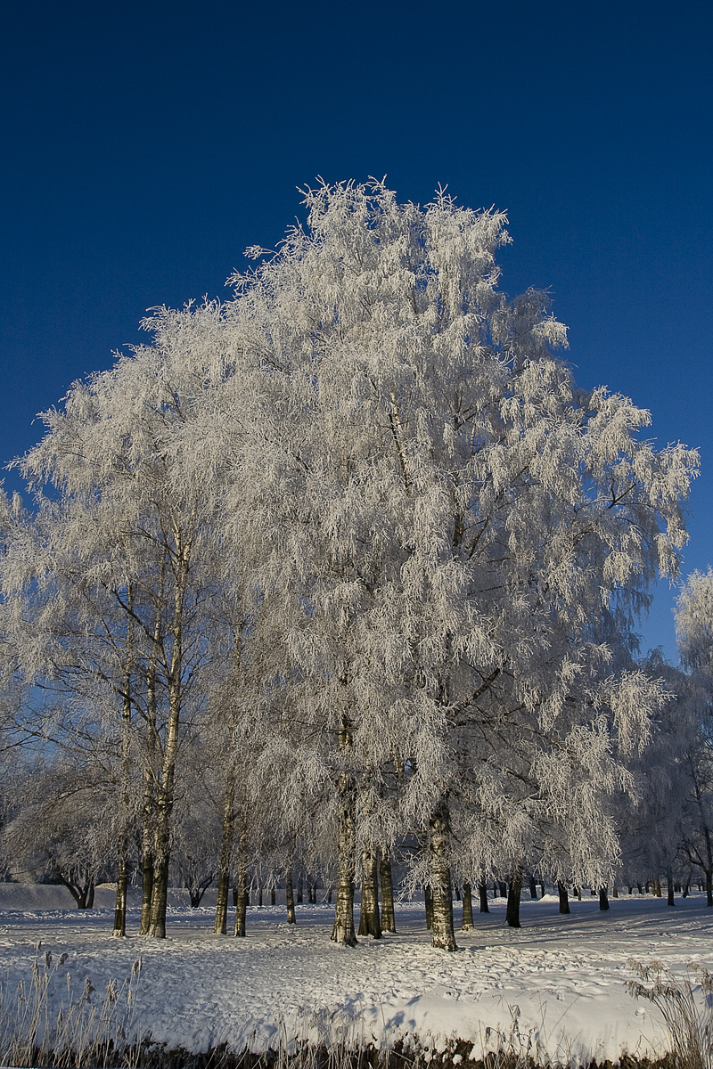 White Birch Trees Via @Atisgailis
